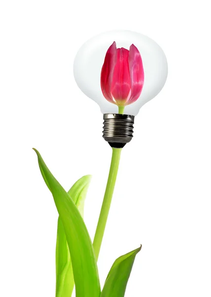 Tulipe ampoule lampe — Photo