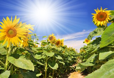 Sunflower field clipart