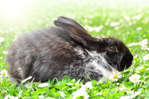 Cute Rabbit — Stock Photo, Image