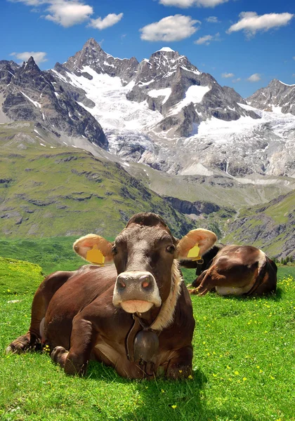 Vaca deitada no prado — Fotografia de Stock