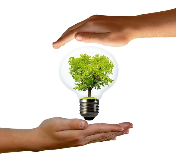 Green tree growing in a bulb — Stock Photo, Image