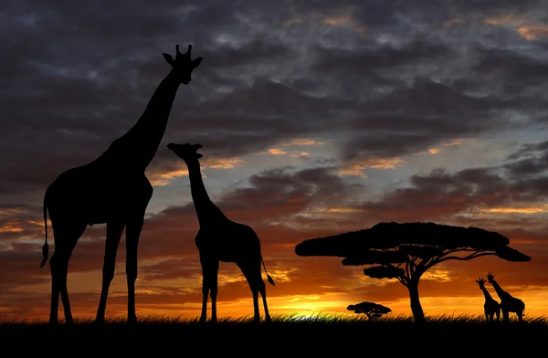 Beslag van giraffen — Stockfoto