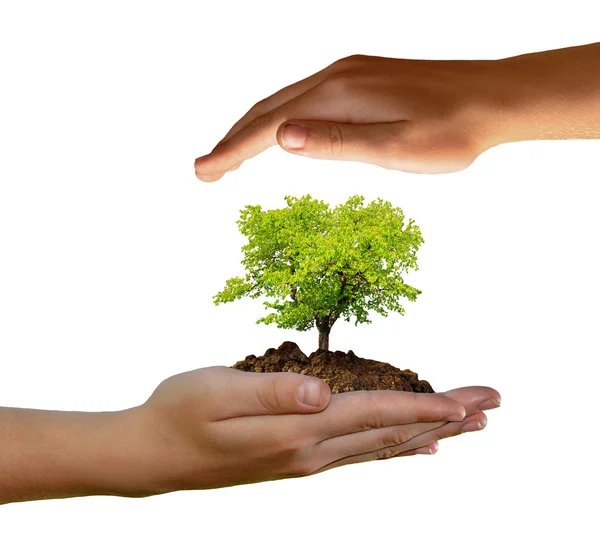 Growing tree in hand — Stock Photo, Image