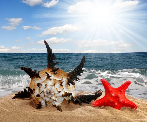 stock image Conch shell with starfish