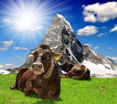 Cow lying in the meadow clipart