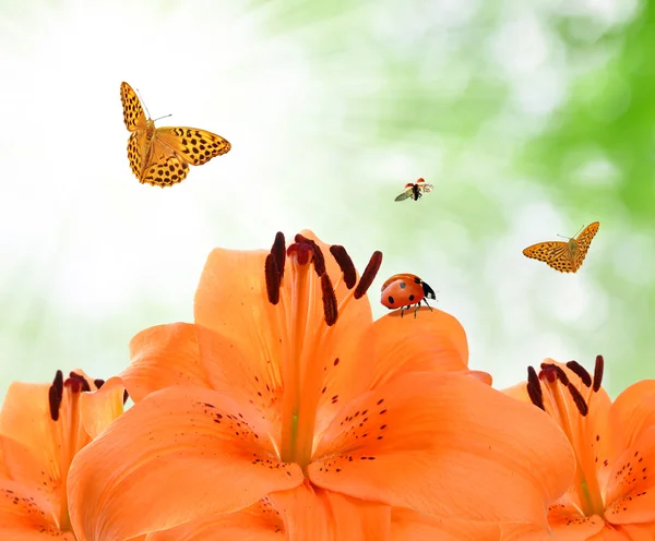 Orange Lilie mit Schmetterlingen — Stockfoto