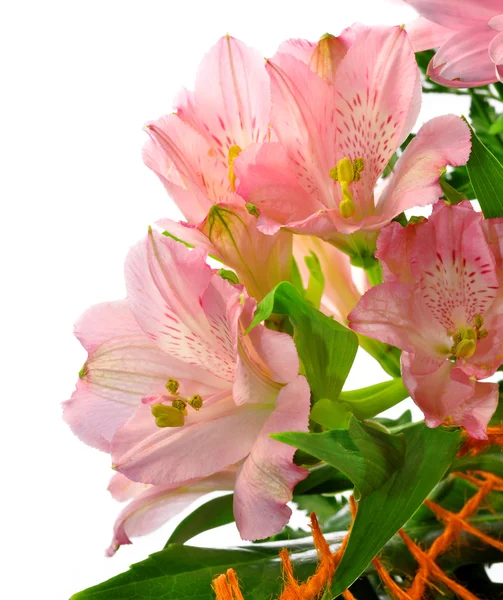 Квіткові фону, ізольовані — стокове фото