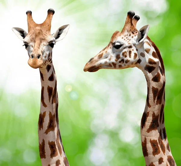 Due giraffe — Foto Stock