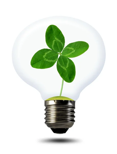 Green clover growing in a bulb — Stock Photo, Image