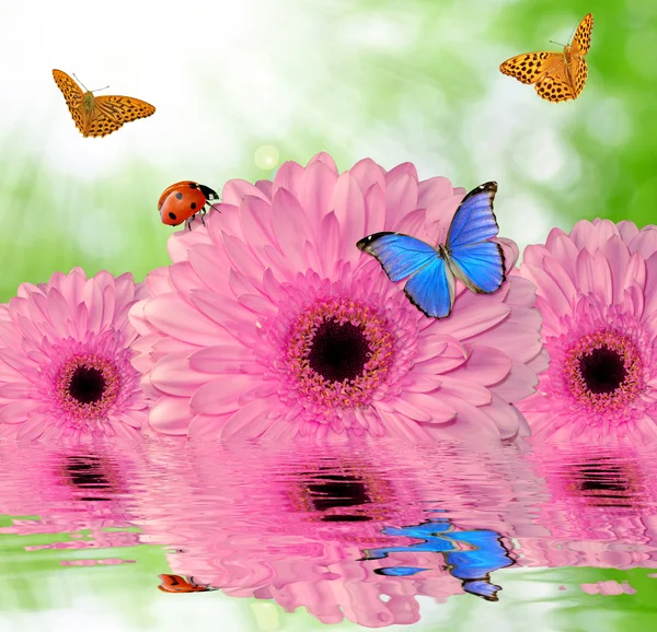 Gerberas with butterflies and ladybug — Stock Photo, Image