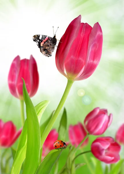 Rosa tulpaner med fjäril — Stockfoto