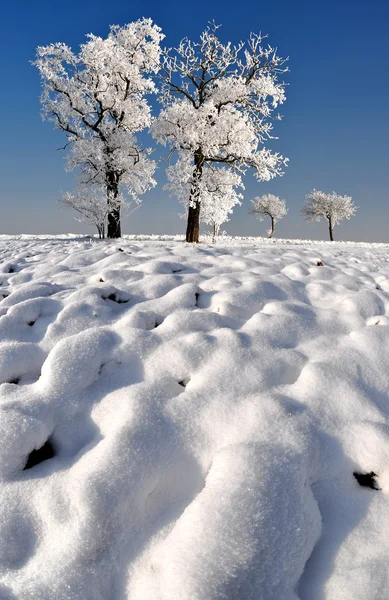 Albero congelato — Foto Stock