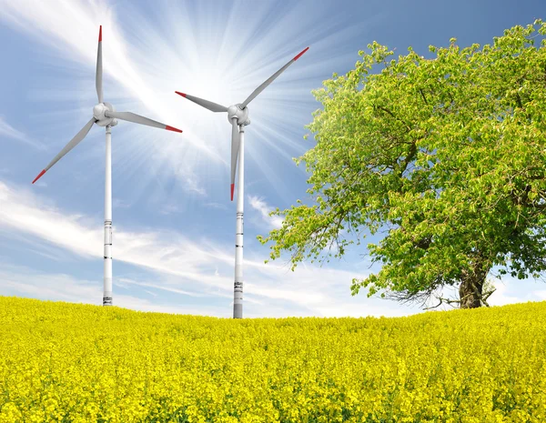 Rapsfeld mit Windkraftanlage — Stockfoto