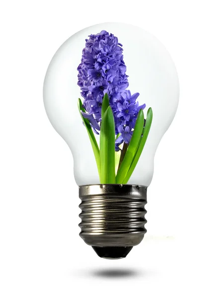 Hyacint som växer i en glödlampa — Stockfoto
