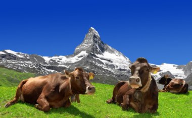 Cow lying in the meadow clipart