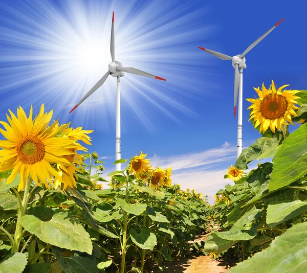 Solros fält och vindkraftverk — Stockfoto