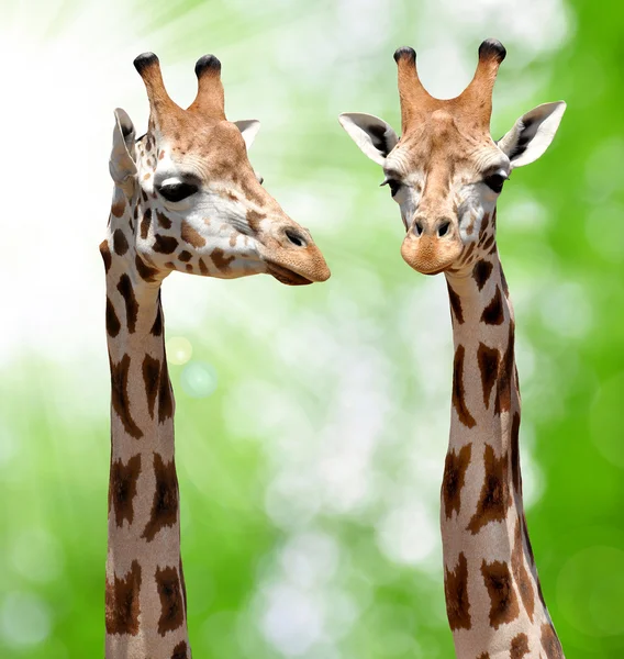 Dwie żyrafy. — Zdjęcie stockowe