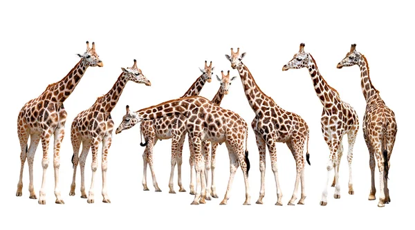 Żyrafy na białym tle — Zdjęcie stockowe