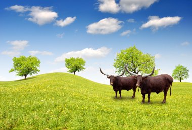 Watusi cattle clipart