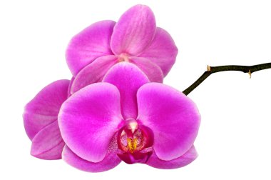 Closeup of a purple orchid clipart