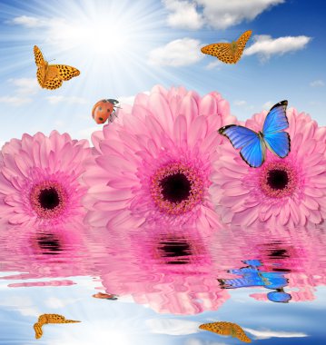 pembe gerbera