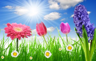 Spring flower clipart