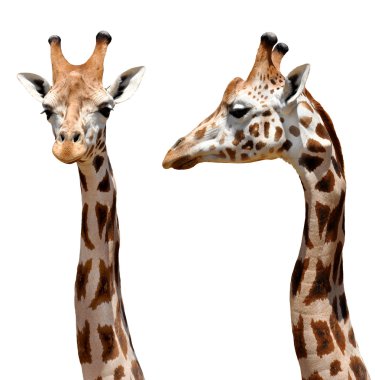 Giraffes clipart