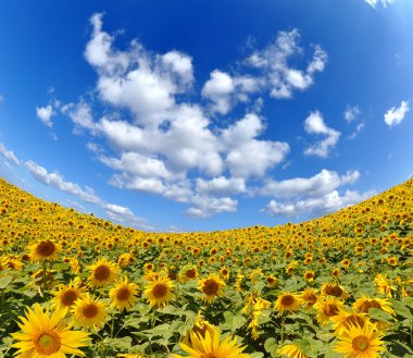 Sunflower field clipart