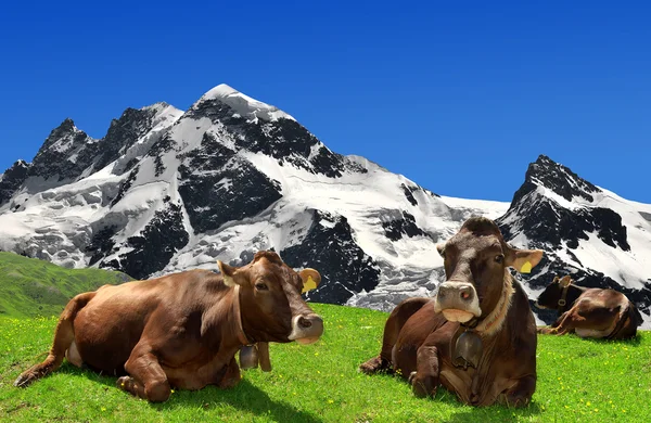 Leżąc na łące krowy — Zdjęcie stockowe