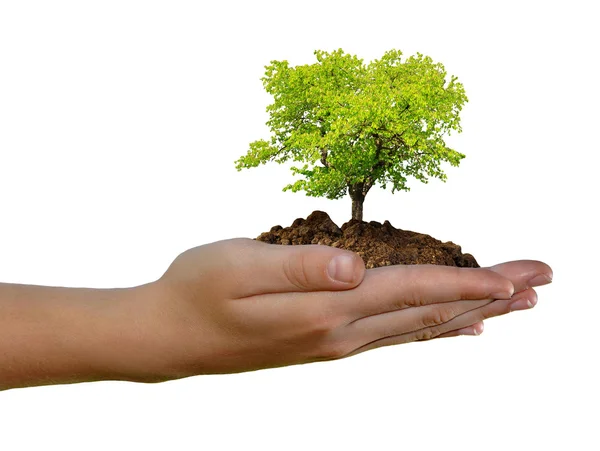 Árbol en crecimiento en la mano — Foto de Stock