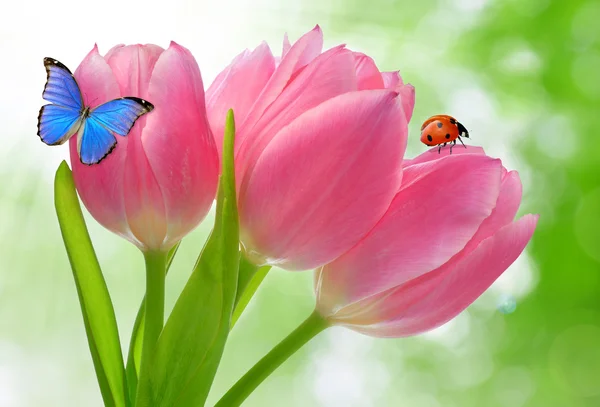 Tulip med fjäril och nyckelpiga — Stockfoto