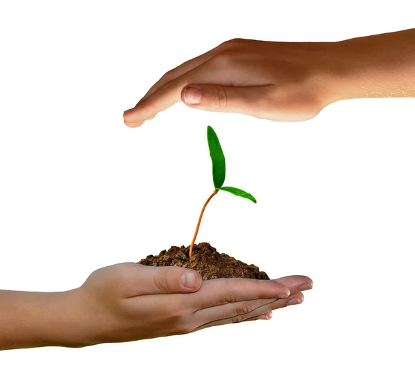 Growing green plant in hand — Stock Photo, Image