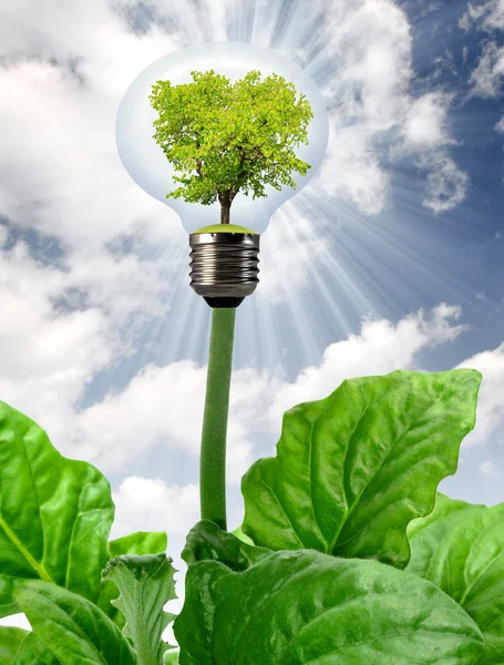 Green tree growing in a bulb — Stock Photo, Image