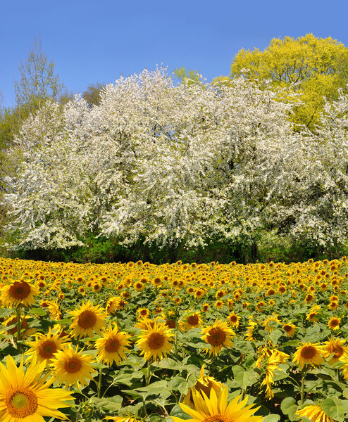 Sunflower field