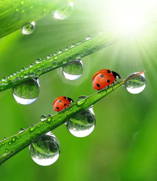 Dew and ladybird — Stock Photo, Image