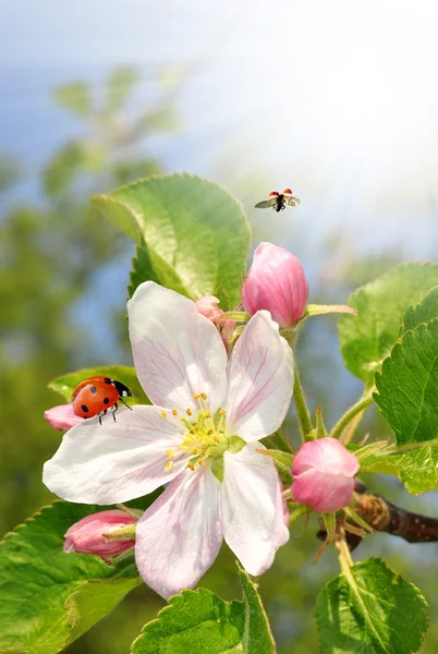 Çiçek açan elma ağacı — Stok fotoğraf