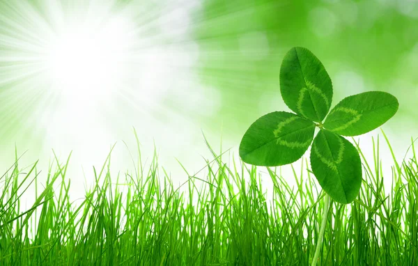 Čerstvé zelené trávě s jetelem — Stock fotografie