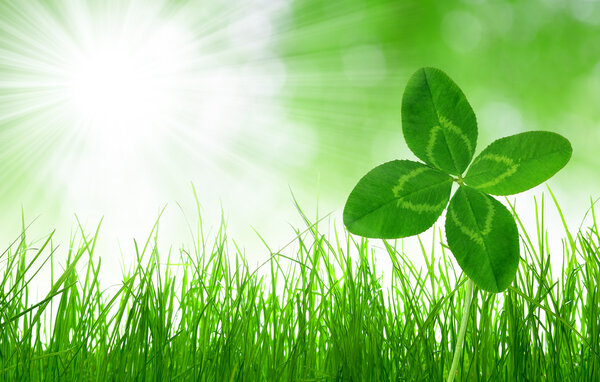 Свежая трава с клевером
