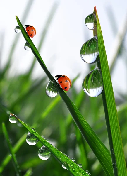 Roua si ladybird — Fotografie, imagine de stoc