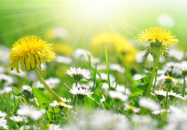 Dandelions and daisy