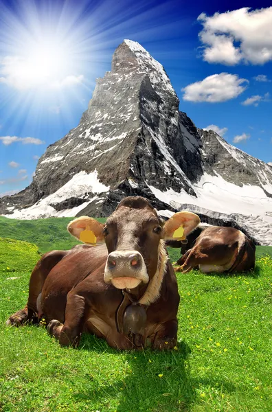 Kuh liegt auf der Weide — Stockfoto