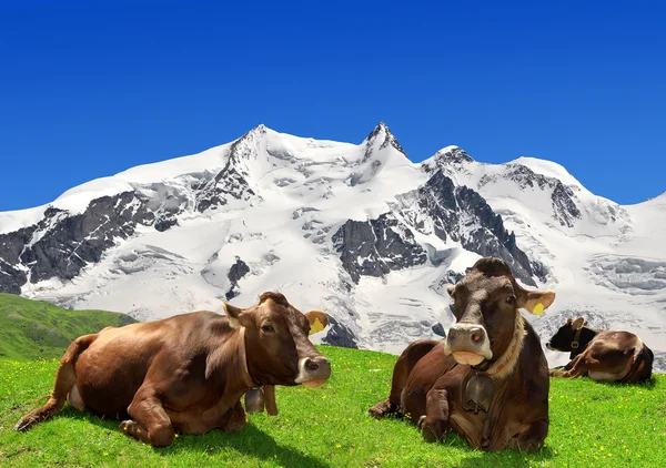 Vaca acostada en el prado — Foto de Stock