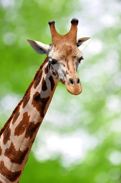 Giraffe — Stockfoto