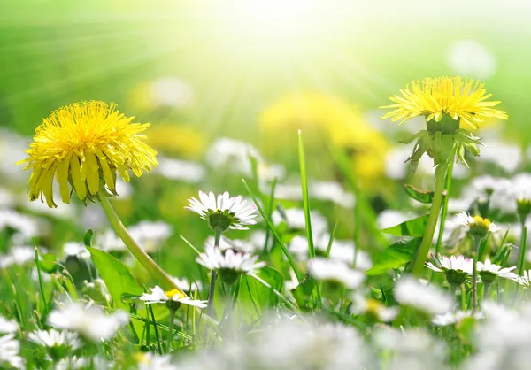 Dandelions and daisy — Stok fotoğraf