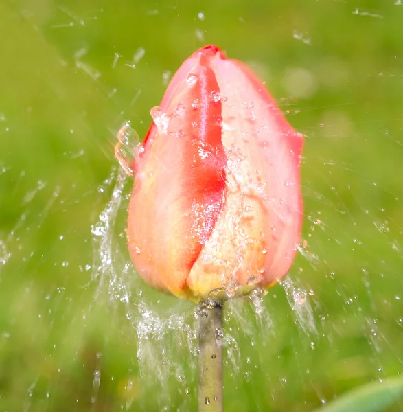 Tulipa de água — Fotografia de Stock