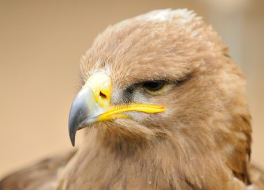 Altın Kartal