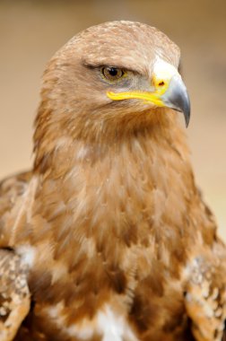 Golden Eagle clipart