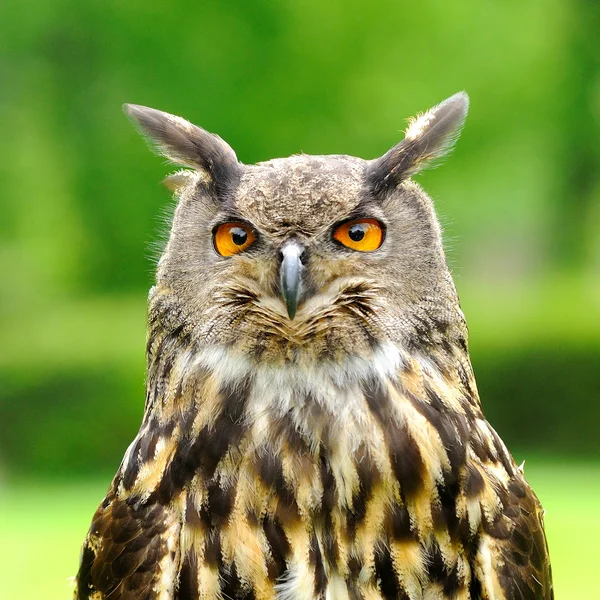 Eagle Owl bird