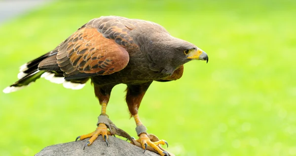 Águila marrón — Foto de Stock