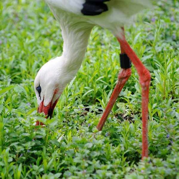 White stork — Stock Photo, Image